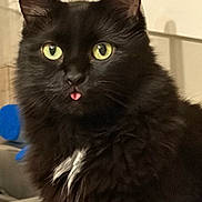 Magic is registered to the contest to win money with this photo: cat, black_cat, pet, animal, indoor, tongue_out, green_eyes, fur, cute, mischievous, closeup, portrait, whiskers, feline, domestic_animal, fluffy, black_fur, white_patch, household, kitchen