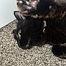 Magic is registered to the contest to win money with this photo: abyssinian, animal, blackcat, brasssection, cat, couch, electronics, furniture, horn, indoors, kitten, manx, musicalinstrument, pet, rat, rodent, wood