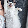 Balisto participe au concours pour gagner de l'argent avec cette photo : cat, kitten, blue_eyes, fluffy, stretching, toy, plush_toy, couch, gray_couch, person, tattoo, white_fur, indoor, pet, cute, relaxed, playful, paw, whiskers, feline