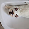 cat, blue_eyes, fluffy, sink, bathroom, white, curious, pet, feline, whiskers, ears, indoor, relaxed, animal, cute, portrait, looking_up, domestic, soft, resting