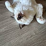 kitten, cat, white_cat, fur, pet, animal, sleeping, relaxed, floor, wooden_floor, paw, cute, indoor, domestic_cat, feline, small_animal, fluffy, lying_down, resting, adorable