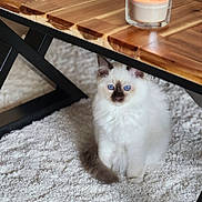Balisto a rejoint le concours — aidez-le/la à gagner de superbes lots ! kitten, cat, blue_eyes, fluffy, white_fur, carpet, wooden_table, candle, glass_holder, indoor, pet, cute, small, feline, domestic_animal, cozy, floor, animal, home, fur