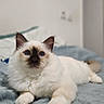 Balisto a rejoint le concours — aidez-le/la à gagner de superbes lots ! cat, fluffy, blue_eyes, white_fur, dark_ears, indoor, bed, blanket, soft_texture, relaxed, pet, animal, cute, feline, lying_down, curious, cozy, domestic, portrait, close_up