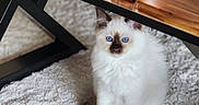 Balisto a rejoint le concours — aidez-le/la à gagner de superbes lots ! animal, blue_eyes, candle, carpet, cat, cozy, cute, dark_markings, domestic, floor, fluffy, furniture, glass_holder, home, indoor, kitten, pet, small_animal, white_fur, wooden_table