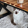 kitten, cat, blue_eyes, fluffy, white_fur, dark_markings, carpet, wooden_table, candle, glass_holder, indoor, cozy, pet, small_animal, floor, furniture, domestic, cute, animal, home