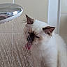 cat, shower, water, tongue, bathroom, pet, animal, curious, white_cat, fur, ears, wet, domestic_cat, indoor, cute, closeup, dripping, stream, tile_wall, exploration