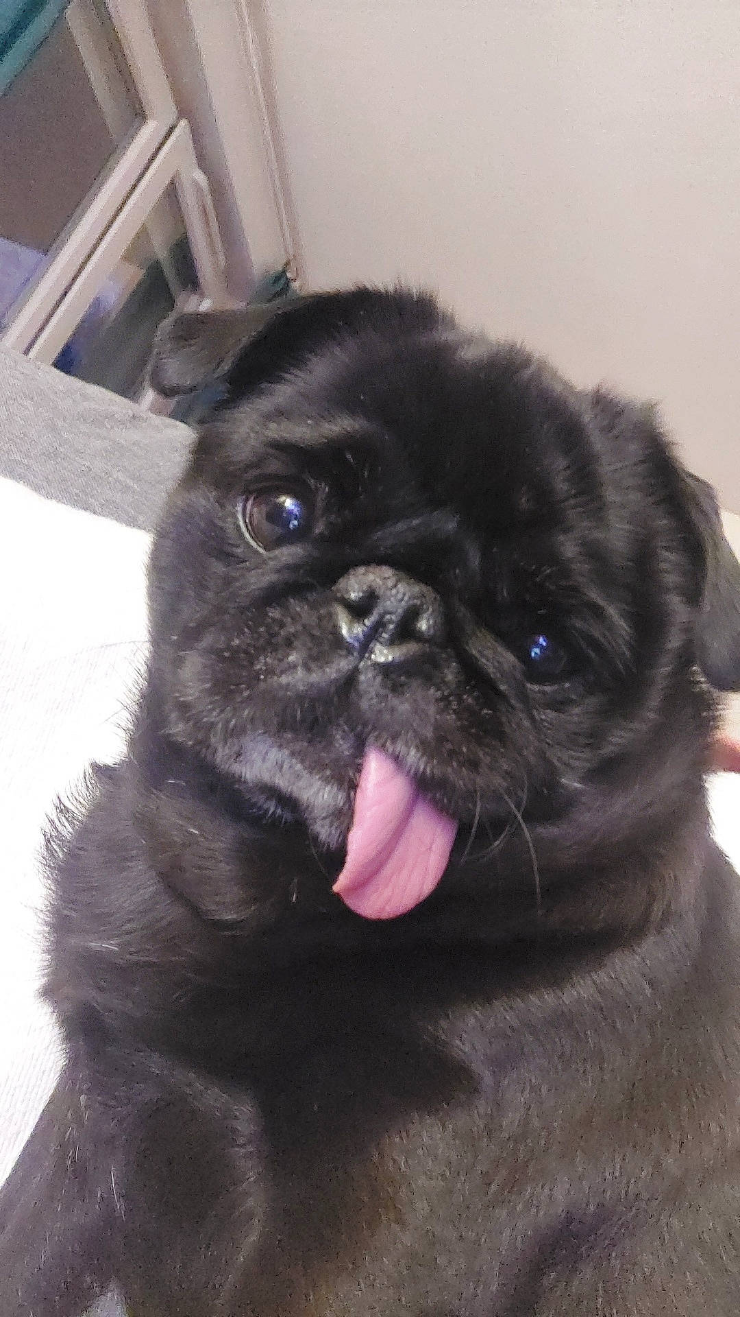 Orla participe au concours pour gagner de l'argent avec cette photo : affenpinscher, animal, bodypart, bulldog, canine, dog, frenchbulldog, mouth, person, pet, pug, puppy, teeth, tongue