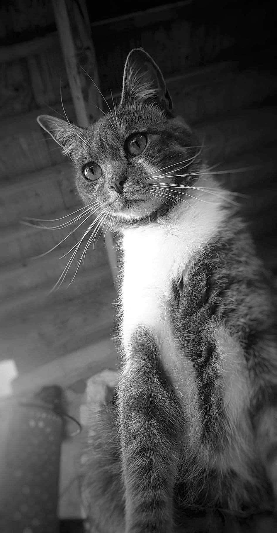 Nougat participe au concours pour gagner de l'argent avec cette photo : black_and_white, carnivore, cat, darkness, domestic_short_haired_cat, felidae, fur, grey, iris, monochrome, monochrome_photography, paw, small_to_medium_sized_cats, snout, still_life_photography, stock_photography, style, tail, whiskers, wildlife