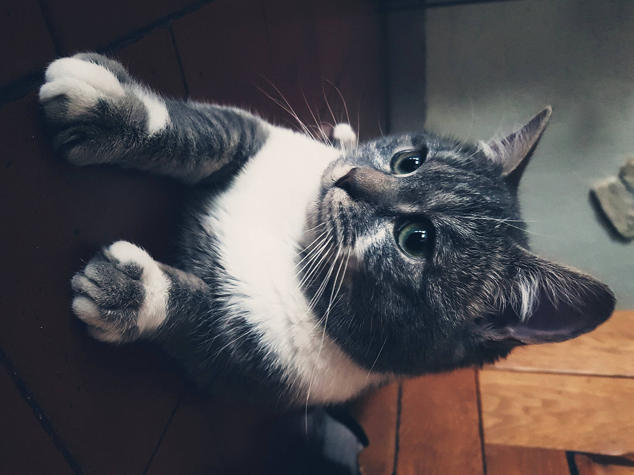 Nougat participe au concours pour gagner de l'argent avec cette photo : black_cat, carnivore, cat, claw, cloud, domestic_short_haired_cat, eye, felidae, fur, grey, monochrome, monochrome_photography, nap, paw, sky, small_to_medium_sized_cats, snout, tail, whiskers, window