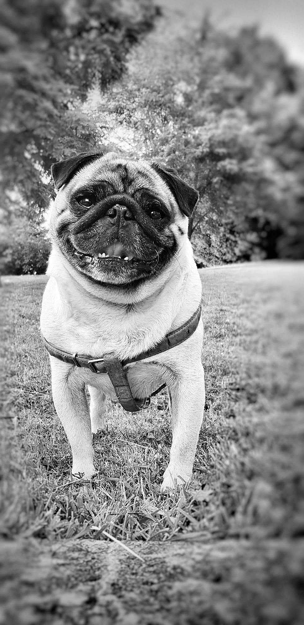 Helios a rejoint le concours — aidez-le/la à gagner de superbes lots ! black_and_white, carnivore, companion_dog, dog, dog_breed, eye, fawn, flash_photography, grass, iris, monochrome, monochrome_photography, plant, pug, snout, style, toy_dog, tree, whiskers, wrinkle