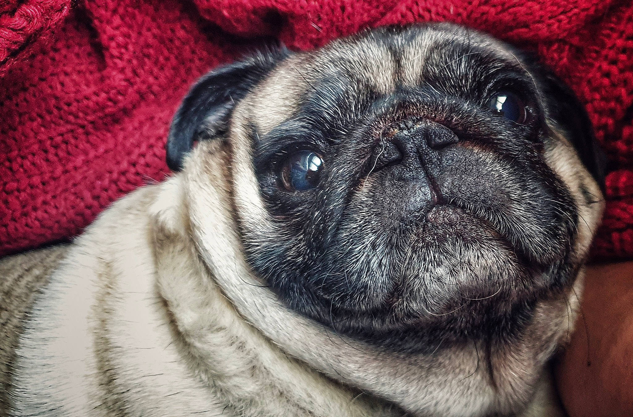 Helios a rejoint le concours — aidez-le/la à gagner de superbes lots ! canidae, carnivore, companion_dog, dog, dog_breed, ear, eye, fawn, fur, non_sporting_group, pug, puppy, snout, sporting_group, terrestrial_animal, toy_dog, whiskers, working_animal, woven_fabric, wrinkle