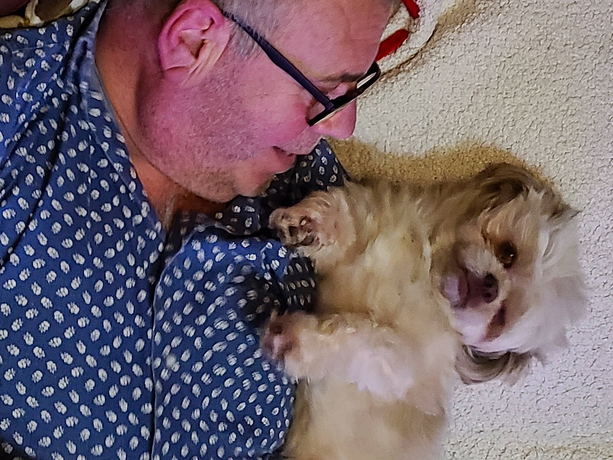 Falco participe au concours pour gagner de l'argent avec cette photo : beard, canidae, carnivore, companion_dog, dog, dog_breed, ear, eyewear, facial_hair, fawn, felidae, fur, hat, liver, pomeranian, snout, sporting_group, toy_dog, whiskers, working_animal