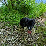 Onyx a rejoint le concours — aidez-le/la à gagner de superbes lots ! animal, black_and_white, dog, forest, grass, greenery, leaves, nature, outdoor, path, pet, playful, rocks, summer, sunlight, tongue_out, trees, walking, water, wildlife