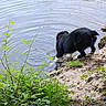 Onyx participe au concours pour gagner de l'argent avec cette photo : animal, black, canine, collar, curious, daylight, dog, grass, greenery, nature, outdoor, paw, plants, ripples, river, rocks, shore, side_view, water, white