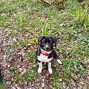 Onyx participe au concours pour gagner de l'argent avec cette photo : adorable, animal, black_and_white, canine, collar, curious, dog, fur, grass, greenery, ground, leaves, nature, outdoor, pet, plants, puppy, sitting, woodland, young_dog