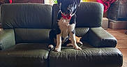 Onyx participe au concours pour gagner de l'argent avec cette photo : couch, cozy, curtain, dog, fan_wall_decor, furniture, green_couch, home_decor, indoor, living_room, pet, plant, puppy, red_collar, sitting, statue, tile_floor, tongue_out, window, wooden_table