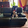couch, cozy, curtain, dog, fan_wall_decor, furniture, green_couch, home_decor, indoor, living_room, pet, plant, puppy, red_collar, sitting, statue, tile_floor, tongue_out, window, wooden_table