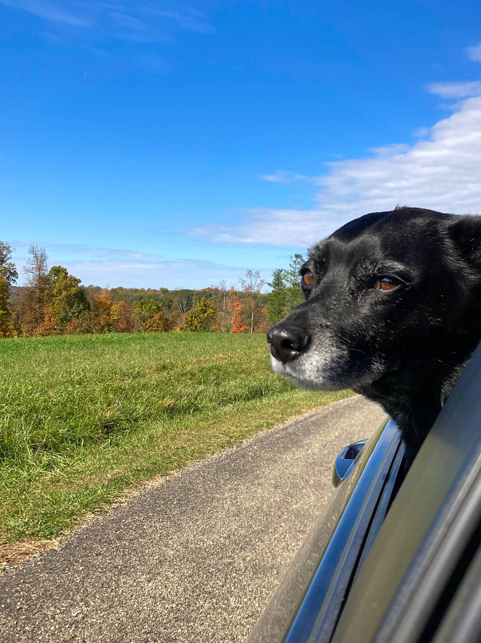 Franklin is registered to the contest to win money with this photo: asphalt, automotive_exterior, automotive_tire, carnivore, cloud, dog, dog_breed, landscape, luxury_vehicle, plant, road, road_surface, sky, snout, sporting_group, tree, vehicle, vehicle_door, windshield, working_animal