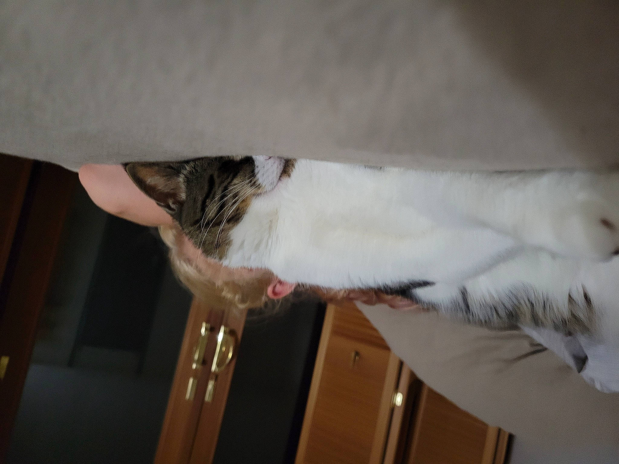 Eddie is registered to the contest to win money with this photo: carnivore, cat, claw, comfort, domestic_short_haired_cat, fawn, felidae, foot, fur, gesture, hardwood, human_leg, leg, paw, room, small_to_medium_sized_cats, sporting_group, tail, whiskers, wood