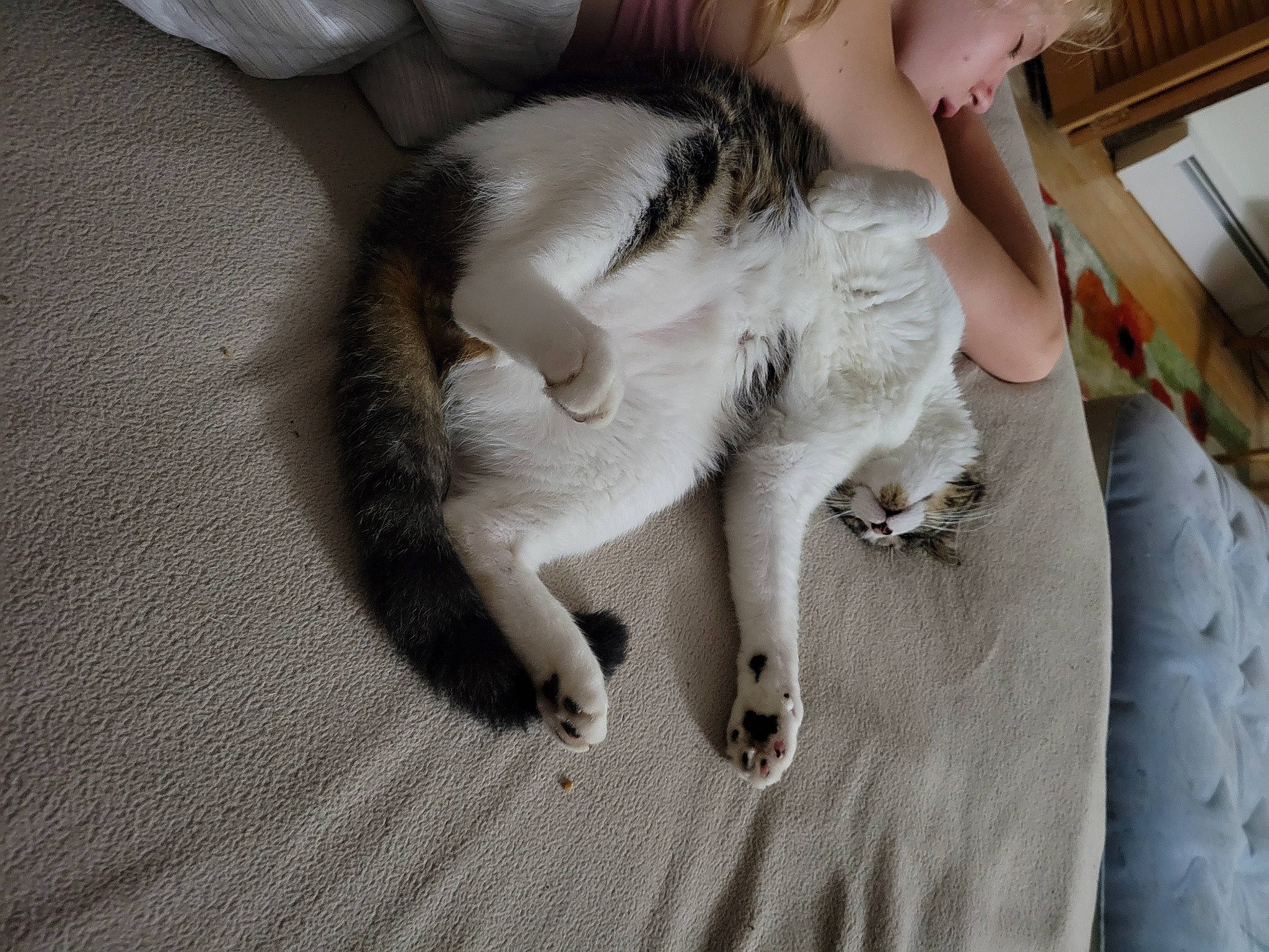 Eddie joined the competition — help win amazing prizes! canidae, carnivore, cat, claw, comfort, companion_dog, dog_breed, domestic_short_haired_cat, fawn, felidae, fur, gesture, human_leg, linens, paw, small_to_medium_sized_cats, snout, sporting_group, tail, whiskers