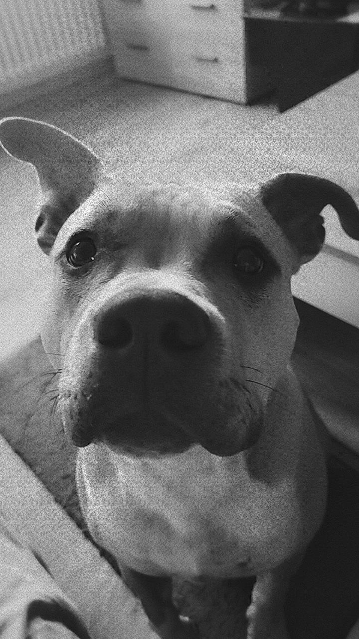 Apollo a rejoint le concours — aidez-le/la à gagner de superbes lots ! canidae, carnivore, companion_dog, dog, dog_breed, dog_collar, ear, eye, fawn, mammal, monochrome, monochrome_photography, non_sporting_group, selfie, snout, sporting_group, vertebrate, whiskers, white, working_animal