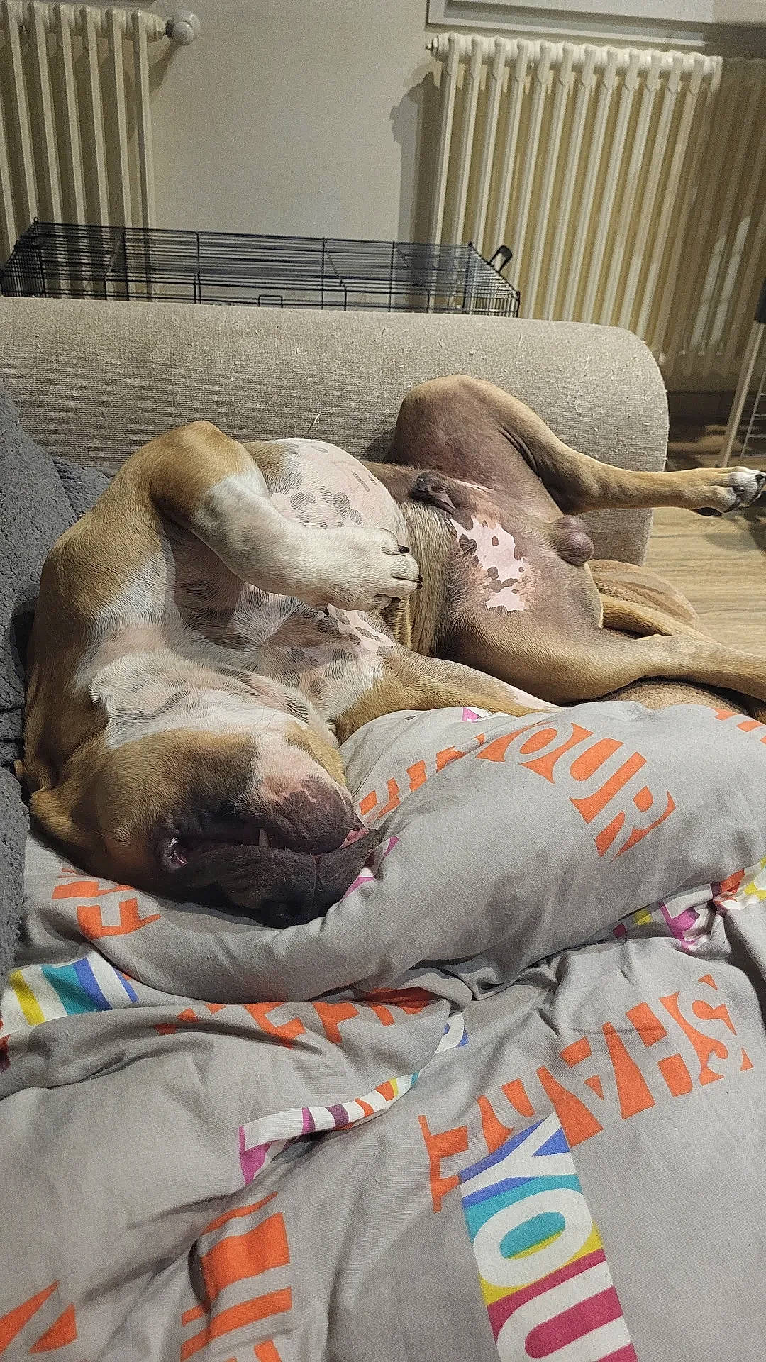 Apollo participe au concours pour gagner de l'argent avec cette photo : bed, bed_sheet, bedding, bedroom, carnivore, comfort, companion_dog, dog, dog_breed, duvet, felidae, flooring, fur, grey, linens, nap, sleep, sporting_group, terrestrial_animal, window