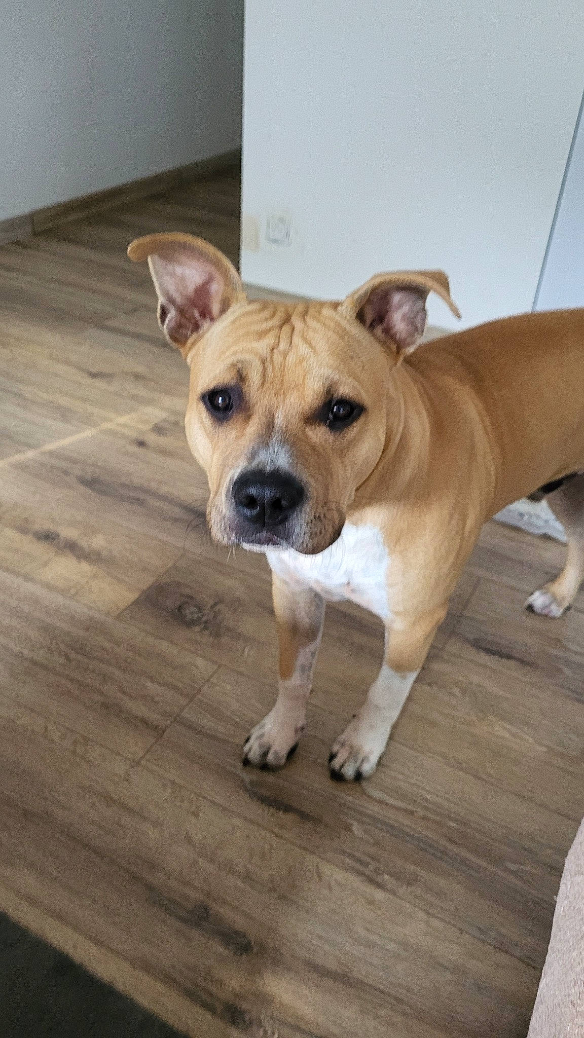 Apollo a rejoint le concours — aidez-le/la à gagner de superbes lots ! canidae, carnivore, collar, companion_dog, dog, dog_breed, dog_collar, fawn, flooring, hardwood, non_sporting_group, plank, snout, sporting_group, toy_dog, whiskers, wood, wood_flooring, working_animal, wrinkle