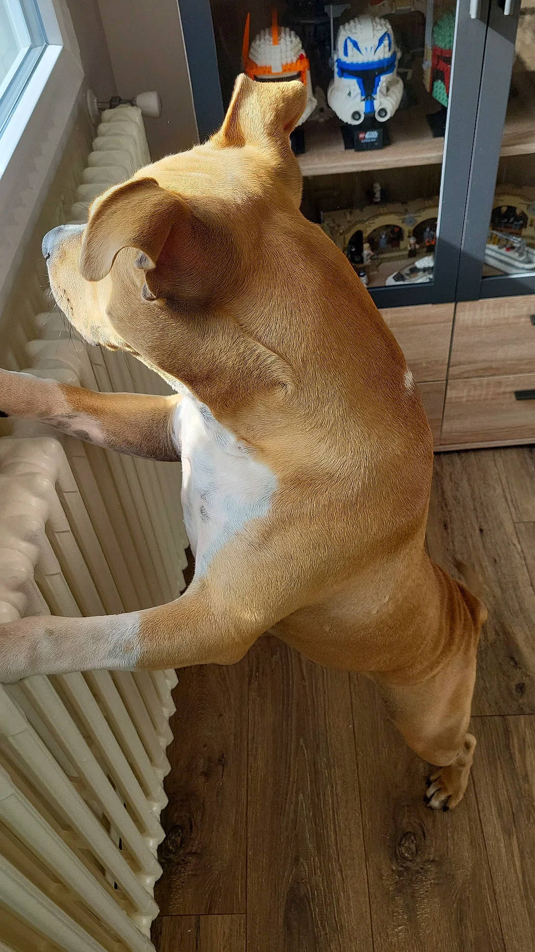 Apollo a rejoint le concours — aidez-le/la à gagner de superbes lots ! art, carnivore, dog_breed, fawn, felidae, flooring, foot, fur, hardwood, kitchen_appliance, sculpture, small_to_medium_sized_cats, snout, sporting_group, tail, terrestrial_animal, trunk, whiskers, wood, working_animal