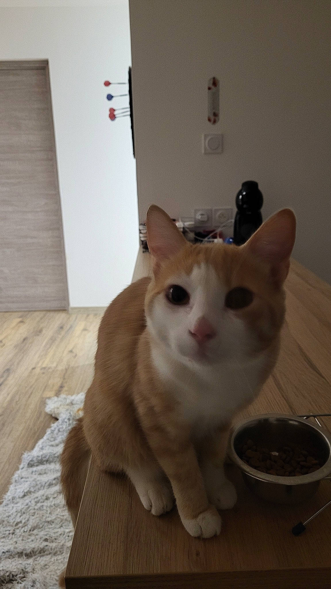 Cookie participe au concours pour gagner de l'argent avec cette photo : box, carnivore, cat, cat_supply, domestic_short_haired_cat, fawn, felidae, flooring, fur, hardwood, paw, pet_supply, small_to_medium_sized_cats, tail, varnish, whiskers, window, wood, wood_flooring, wood_stain