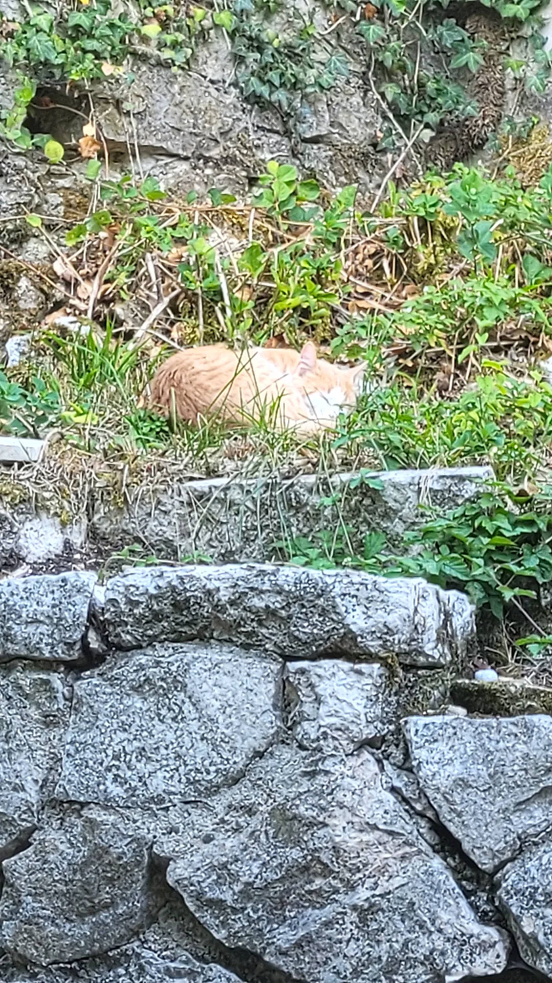 Cookie participe au concours pour gagner de l'argent avec cette photo : bedrock, cobblestone, flagstone, flooring, formation, geology, grass, grass_family, groundcover, landscape, natural_landscape, nature_reserve, outcrop, plant, road_surface, shrub, soil, stone_wall, watercourse, wood