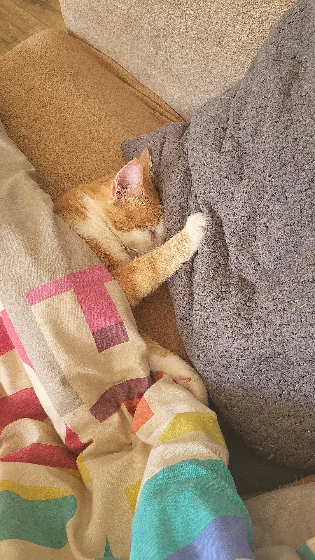 Cookie participe au concours pour gagner de l'argent avec cette photo : bed, bedding, canidae, carnivore, cat, comfort, domestic_short_haired_cat, fawn, felidae, foot, fur, human_leg, linens, nap, pattern, paw, small_to_medium_sized_cats, tail, thigh, whiskers