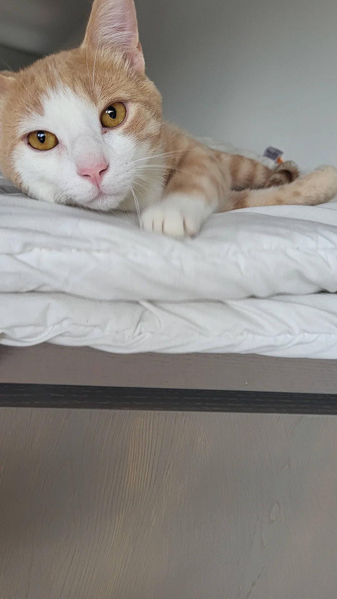 Cookie participe au concours pour gagner de l'argent avec cette photo : bed, carnivore, cat, cat_furniture, cat_supply, claw, comfort, domestic_short_haired_cat, fawn, felidae, fur, hardwood, linens, paw, pet_supply, sitting, small_to_medium_sized_cats, snout, tail, whiskers
