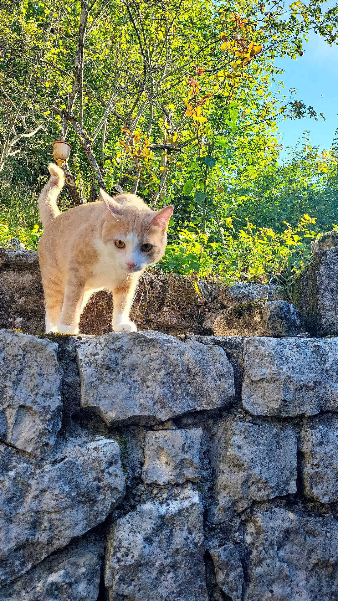 Cookie a rejoint le concours — aidez-le/la à gagner de superbes lots ! bedrock, carnivore, cat, domestic_short_haired_cat, electric_blue, eye, fawn, felidae, fur, grass, landscape, plant, road_surface, small_to_medium_sized_cats, snout, tail, tree, trunk, whiskers, wood