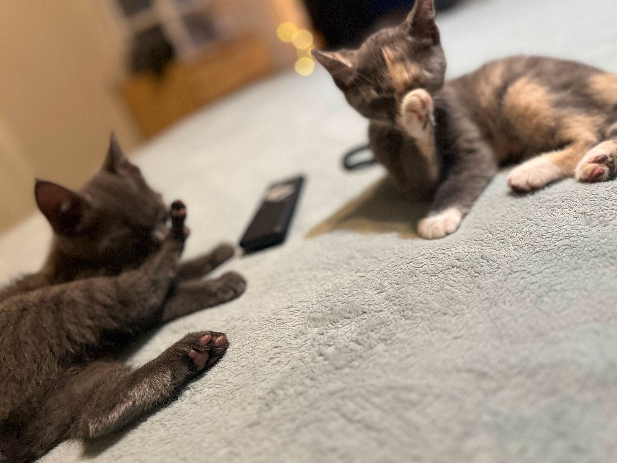 Blue is registered to the contest to win money with this photo: canidae, carnivore, cat, claw, comfort, dog_breed, domestic_short_haired_cat, fawn, felidae, floor, flooring, fur, gesture, grey, paw, small_to_medium_sized_cats, snout, tail, whiskers, wood