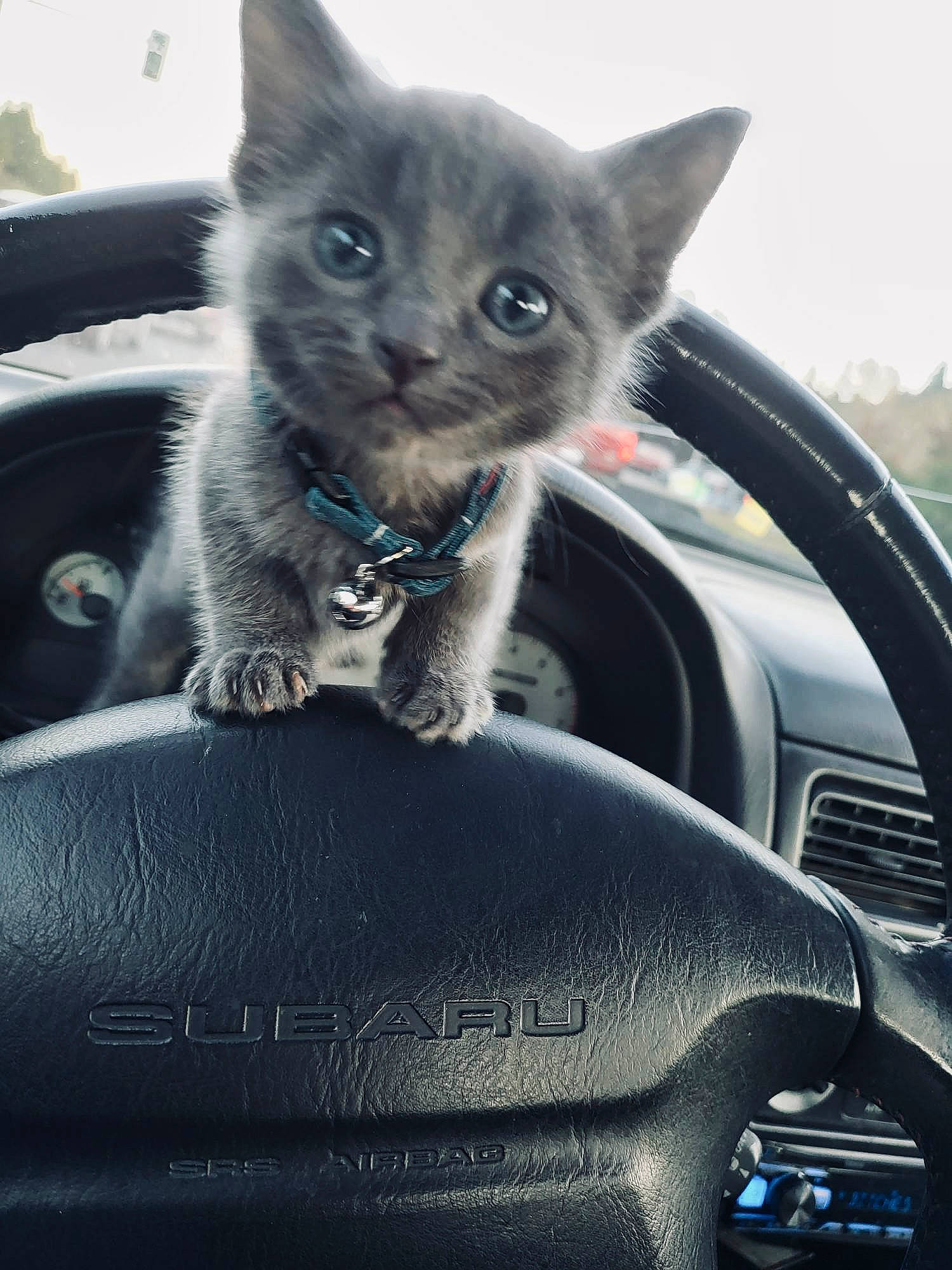 Blue is registered to the contest to win money with this photo: automotive_design, automotive_exterior, automotive_mirror, automotive_tire, car, carnivore, cat, comfort, felidae, hood, motor_vehicle, personal_luxury_car, russian_blue, small_to_medium_sized_cats, steering_wheel, tail, vehicle, whiskers, windscreen_wiper, windshield