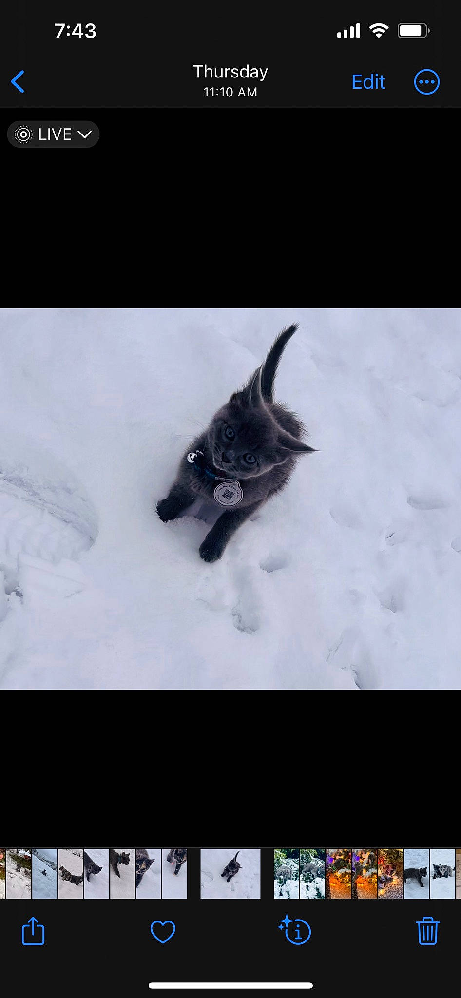 Blue joined the competition — help win amazing prizes! art, cat, dog_breed, felidae, freezing, fur, monochrome_photography, plant, precipitation, small_to_medium_sized_cats, snow, still_life_photography, tail, tree, whiskers, wildlife, winter