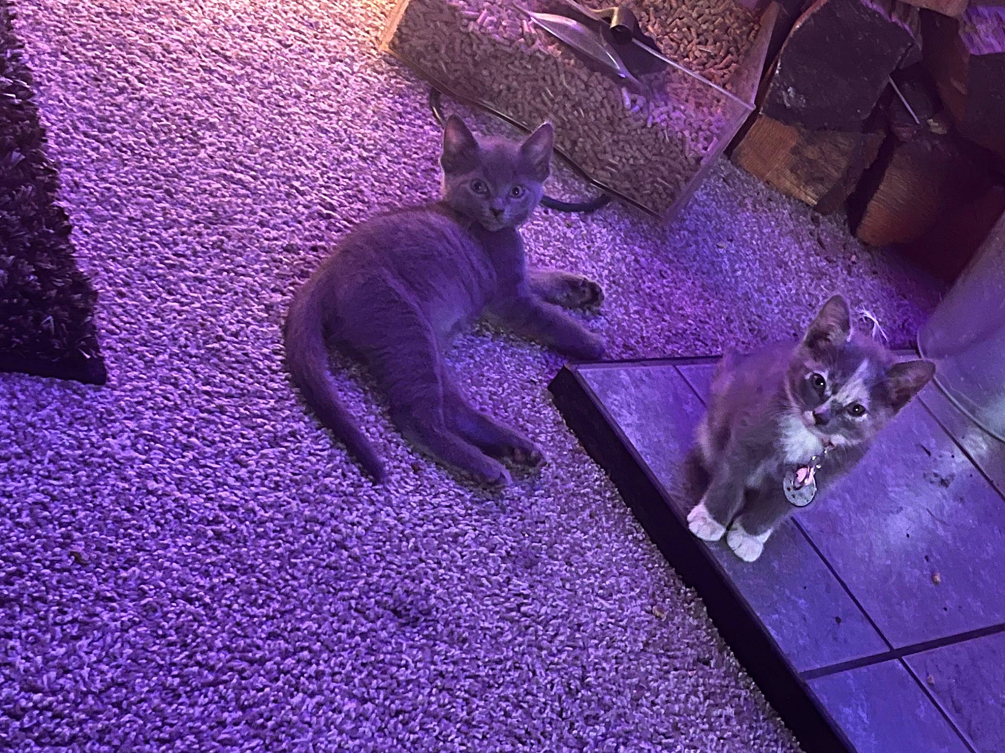 Blue joined the competition — help win amazing prizes! carnivore, cat, darkness, domestic_short_haired_cat, electric_blue, event, fawn, felidae, flooring, fur, grass, magenta, paw, plant, purple, shadow, small_to_medium_sized_cats, tail, violet, whiskers