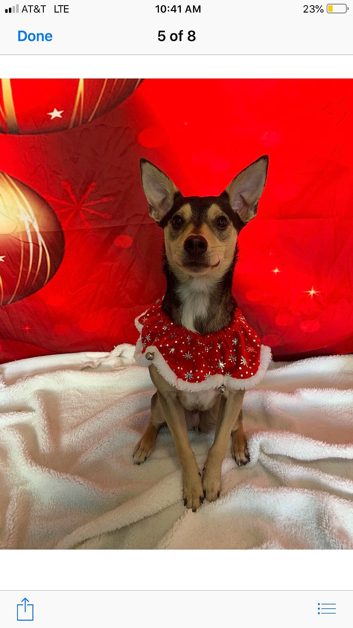 Toby is registered to the contest to win money with this photo: canidae, carmine, carnivore, chihuahua, collar, companion_dog, dog, dog_breed, dog_supply, fawn, font, fur, grey, pattern, pink, rectangle, sporting_group, terrestrial_animal, toy_dog, working_animal