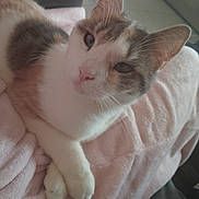 Mimoune participe au concours pour gagner de l'argent avec cette photo : animal, blanket, calm, cat, closeup, comfortable, cozy, cute, domestic, ears, feline, fur, indoors, paws, pet, portrait, relaxing, resting, soft, whiskers