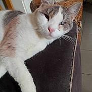 Mimoune participe au concours pour gagner de l'argent avec cette photo : cat, feline, pet, animal, whiskers, ears, nose, paw, fur, relaxed, indoor, cushion, wicker_basket, blanket, home, cozy, resting, closeup, portrait, floor