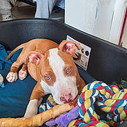 Curtis participe au concours pour gagner de l'argent avec cette photo : puppy, dog, dog_bed, toy, rope_toy, chew_bone, pet, indoor, floor, person, sweatpants, white_and_tan, curious, cute, pet_bed, playful, animal, resting, cozy, colorful