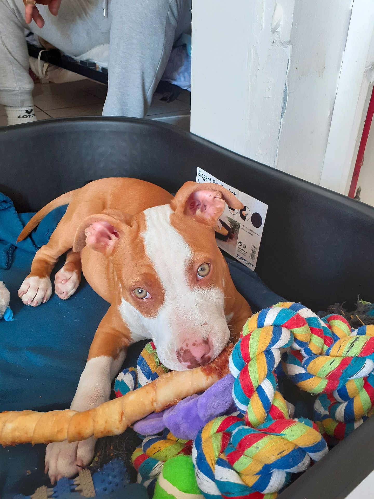 Curtis participe au concours pour gagner de l'argent avec cette photo : puppy, dog, dog_bed, toy, rope_toy, chew_bone, pet, indoor, floor, person, sweatpants, white_and_tan, curious, cute, pet_bed, playful, animal, resting, cozy, colorful