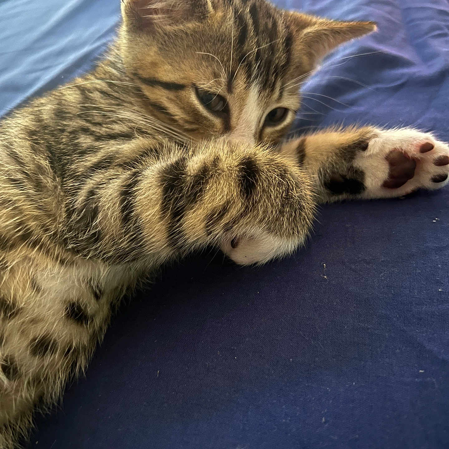 Sky a rejoint le concours — aidez-le/la à gagner de superbes lots ! abyssinian, animal, blanket, cat, couch, egyptiancat, electronics, furniture, hardware, kitten, manx, ocelot, person, pet, sleeping
