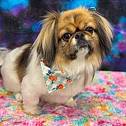 Coco is registered to the contest to win money with this photo: dog, bandana, pet, fluffy, cute, portrait, colorful, background, fabric, animal, fur, face, ears, eyes, sitting, pattern, orange, blue, pink, white