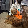 Tiger is registered to the contest to win money with this photo: dog, dogs, curly_hair, brown_fur, sleeping, lying_down, pet, animal, puppy, stuffed_toy, pumpkin, halloween, fireplace, brick, carpet, blanket, couch, indoor, home, cozy