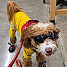 Tiger joined the competition — help win amazing prizes! dog, pet, animal, curly_hair, brown_and_white, sunglasses, yellow_outfit, dog_boots, leash, harness, happy, smiling, tongue_out, standing, indoor, office, chairs, concrete_floor, funny, fashion
