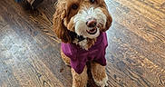 Tiger is registered to the contest to win money with this photo: dog, puppy, curly_hair, fluffy, brown_and_white, smiling, happy, sitting, purple_clothing, pet_clothing, indoor, wooden_floor, hardwood, home, people, shoes, legs, portrait, adorable, photography