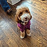 dog, puppy, curly_hair, fluffy, brown_and_white, smiling, happy, sitting, purple_clothing, pet_clothing, indoor, wooden_floor, hardwood, home, people, shoes, legs, portrait, adorable, photography