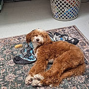 Tiger joined the competition — help win amazing prizes! dog, puppy, pet, fluffy, curly_fur, brown_and_white, lying_down, sleeping, relaxed, face, paws, crossed_paws, rug, patterned_rug, chew_toy, laundry_basket, indoor, floor, home, portrait