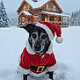 animal, background, canine, christmas_lights, cold_weather, decoration, dog, festive, fur, hat, holiday, log_cabin, nature, outdoor, red_clothing, santa_claus_costume, seasonal, snow, snowy, winter
